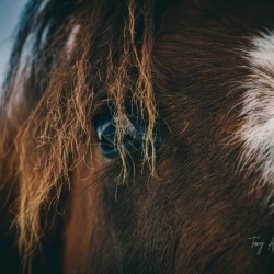 Macro Horse Eye Hi Res   A3